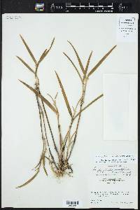 Scaphyglottis minutiflora image