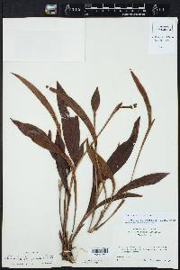 Sobralia fragrans image