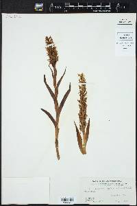 Platanthera dilatata image