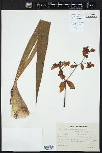 Image of Cyrtopodium palmifrons