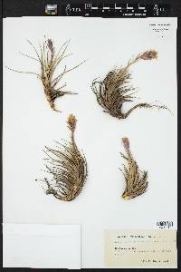 Tillandsia aeranthos image