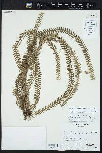 Dichaea muricatoides image