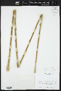 Schomburgkia tibicinis image
