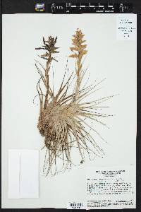 Tillandsia stricta image