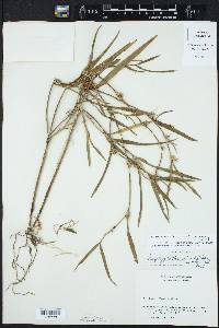 Scaphyglottis minutiflora image