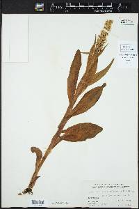 Platanthera dilatata image