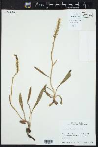 Spiranthes romanzoffiana image