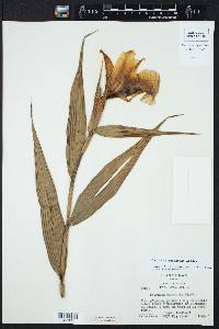 Sobralia macrantha image