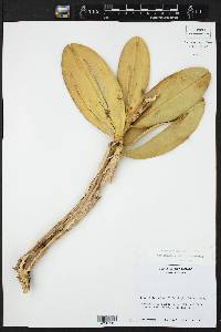 Schomburgkia tibicinis image