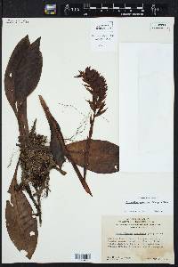 Media resource of Spiranthes speciosa
