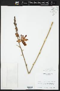 Schomburgkia tibicinis image