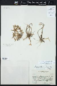 Scaphyglottis prolifera image