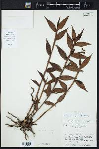 Sertifera purpurea image