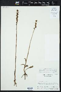 Spiranthes vernalis image