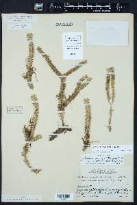 Dichaea neglecta image