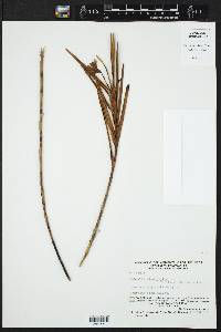 Sobralia stenophylla image