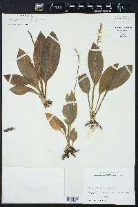 Spiranthes costaricensis image
