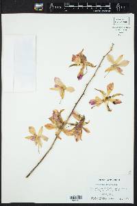 Dendrobium nobile image