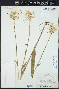 Platanthera blephariglottis image