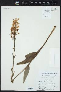 Platanthera ciliaris image