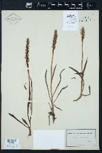 Spiranthes romanzoffiana image