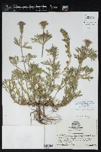 Glandularia bipinnatifida var. bipinnatifida image