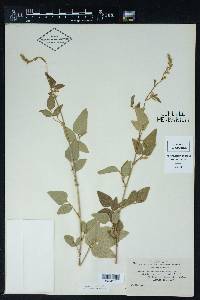 Desmodium bracteosum image