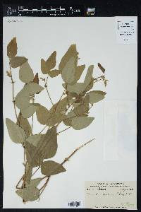 Desmodium bracteosum image