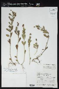 Phyla nodiflora image