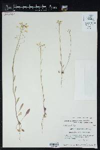 Physaria gracilis subsp. nuttallii image