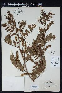 Glycyrrhiza lepidota image