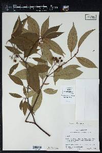 Cornus foemina image