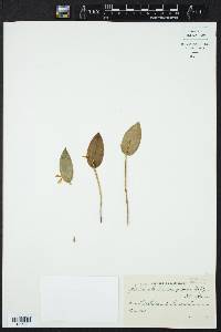 Acianthera luteola image