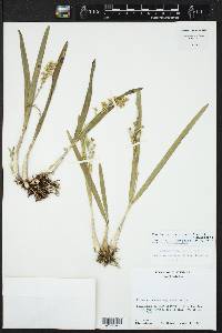 Prosthechea ochracea image