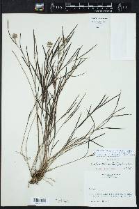 Elleanthus graminifolius image