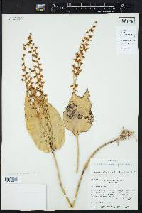 Image of Pleurothallis penduliflora