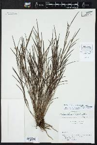 Elleanthus graminifolius image