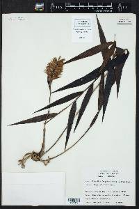Elleanthus longibracteatus image