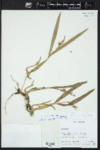 Prosthechea livida image