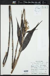 Elleanthus longibracteatus image