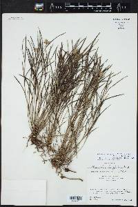 Elleanthus graminifolius image