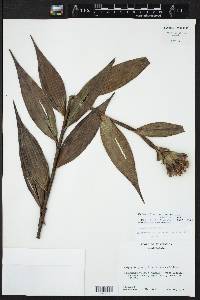 Elleanthus cynarocephalus image