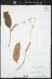 Stelis lanceolata image