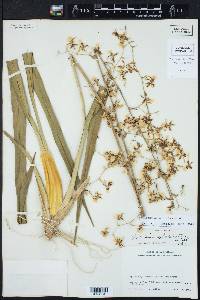 Oncidium sphacelatum image