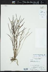 Elleanthus graminifolius image