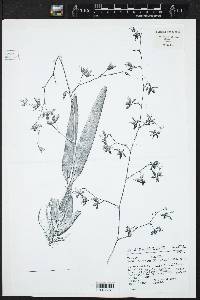 Oncidium hintonii image