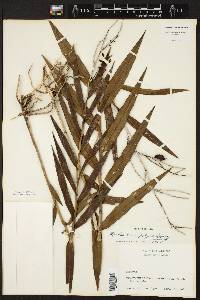 Epidendrum polyanthum image