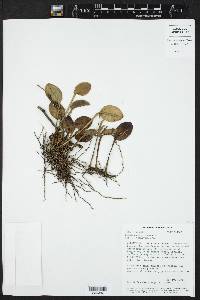 Acianthera polystachya image