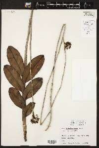 Epidendrum anceps image