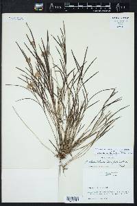 Elleanthus graminifolius image